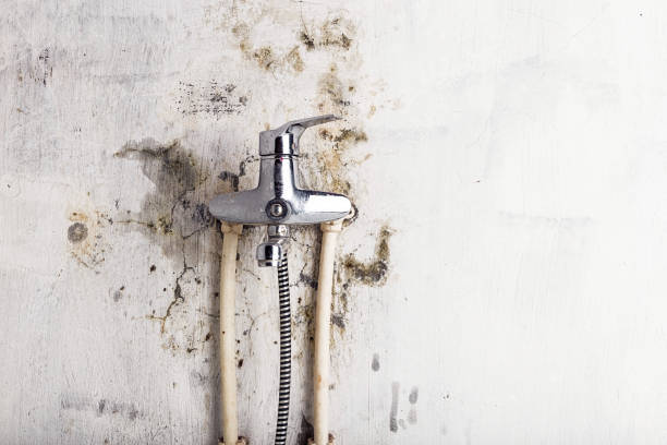 Best Insurance-Related Mold Remediation in Ashland, MO