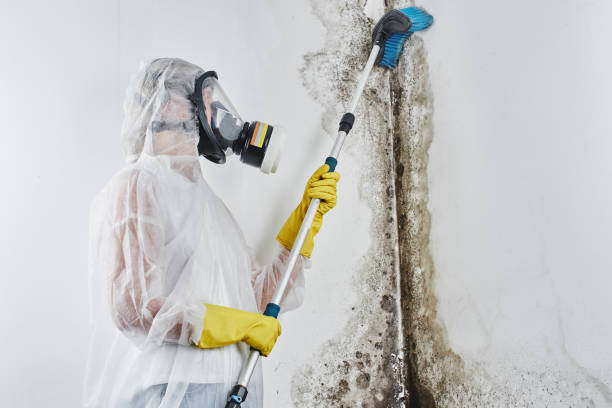 Best Crawl Space Mold Remediation in Ashland, MO