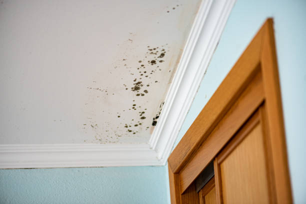 Best Black Mold Remediation in Ashland, MO