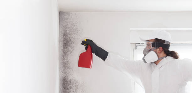 Ashland, MO Mold Remediation Company